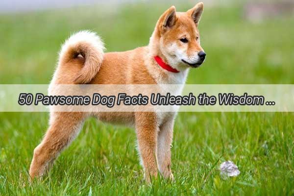 50 Pawsome Dog Facts Unleash the Wisdom of Mans Best Friend